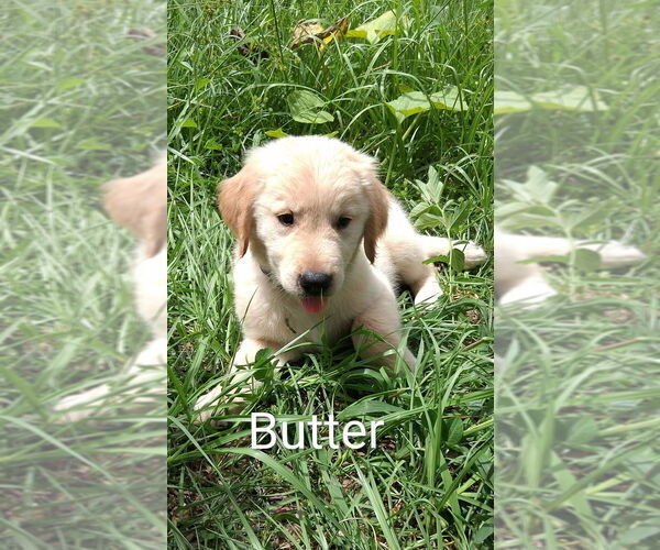 Medium Photo #15 Golden Retriever Puppy For Sale in PLANT CITY, FL, USA