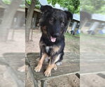 Small #4 Australian Shepherd-German Shepherd Dog Mix