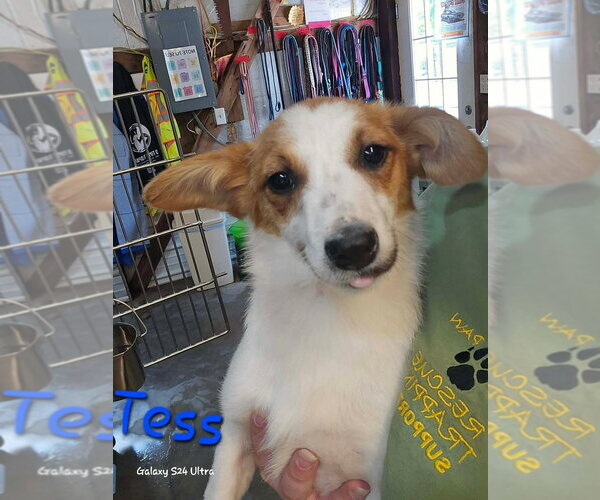 Medium Photo #1 Mutt Puppy For Sale in Foristell, MO, USA