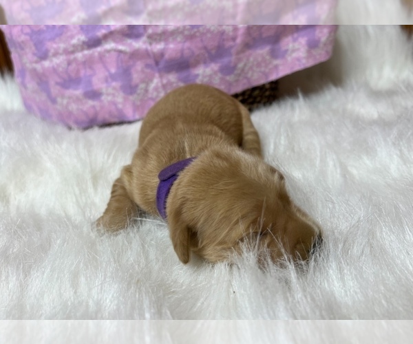 Medium Photo #4 Golden Retriever Puppy For Sale in NEOLA, WV, USA