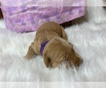 Small Photo #4 Golden Retriever Puppy For Sale in NEOLA, WV, USA