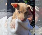Small American Pit Bull Terrier Mix