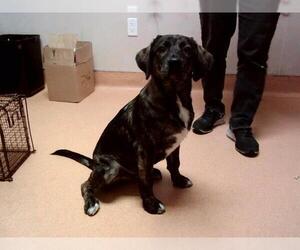 Mutt Dogs for adoption in Martinez, CA, USA