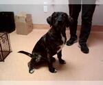 Small Mutt