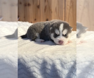 Pomsky Litter for sale in STAPLES, MN, USA