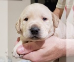 Small #57 Labrador Retriever
