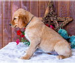 Small Photo #24 Golden Retriever Puppy For Sale in WAKARUSA, IN, USA