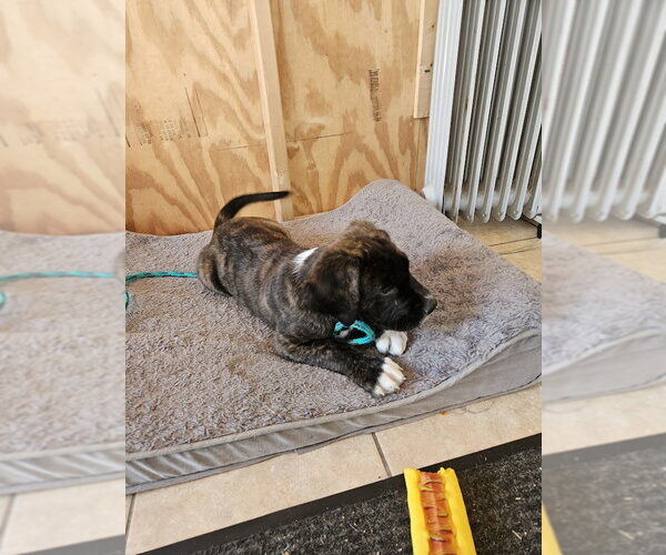 Medium Photo #2 Mastiff-Unknown Mix Puppy For Sale in Tracy City, TN, USA