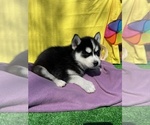 Small Photo #13 Siberian Husky Puppy For Sale in DEARBORN, MO, USA