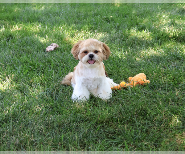 Medium Photo #9 Shih Tzu Puppy For Sale in SYRACUSE, IN, USA