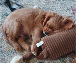 Small Photo #12 Cavalier King Charles Spaniel Puppy For Sale in BELVIDERE, IL, USA