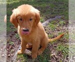 Small Golden Retriever