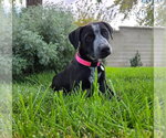 Mazzy - Female Labrador Retriever-Unknown Mix Dog for Adoption - Small photo