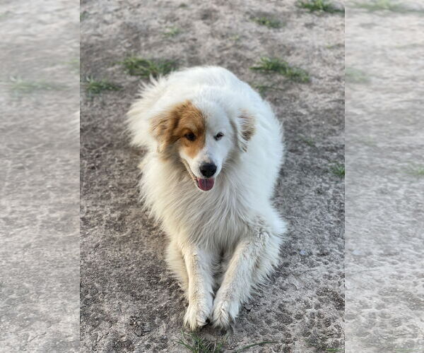 Medium Photo #1 Golden Pyrenees Puppy For Sale in Dallas, TX, USA