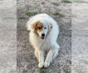 Golden Pyrenees Dogs for adoption in Dallas, TX, USA