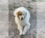 Small Golden Pyrenees