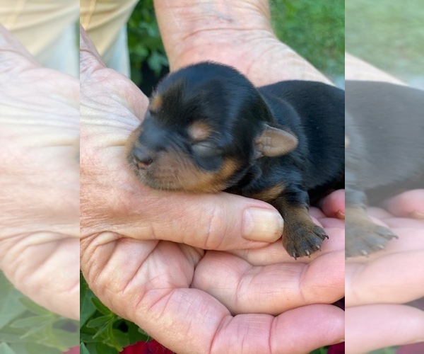 Medium Photo #1 Yorkshire Terrier Puppy For Sale in CORNERSVILLE, TN, USA