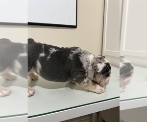English Bulldog Puppy for sale in GRAND PRAIRIE, TX, USA