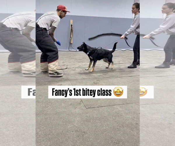 Medium Photo #5 German Shepherd Dog-Unknown Mix Puppy For Sale in Oro Medonte, Ontario, Canada