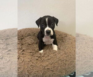 Mutt Dogs for adoption in Osgood, IN, USA