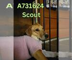 Small #1 Mutt