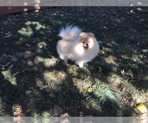 Pomeranian Puppy for sale in PLEASANT HILL, CA, USA