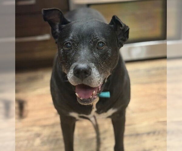 Medium Photo #3 Mutt Puppy For Sale in Fargo, ND, USA