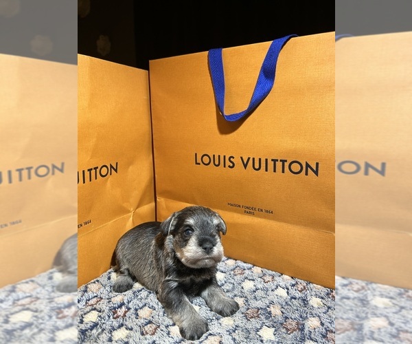 Medium Photo #4 Schnauzer (Miniature) Puppy For Sale in HOUSTON, TX, USA