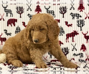 Goldendoodle Puppy for sale in LANCASTER, PA, USA