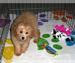 Small Photo #11 Poodle (Toy) Puppy For Sale in ORO VALLEY, AZ, USA