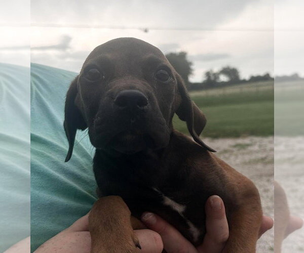 Medium Photo #2 Labrador Retriever-Unknown Mix Puppy For Sale in Bolivar, MO, USA