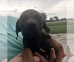 Small #1 Labrador Retriever Mix