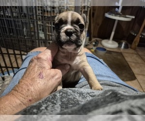 French Bulldog Puppy for sale in WINTER HAVEN, FL, USA