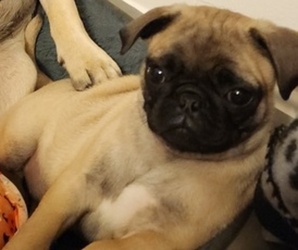 Pug Puppy for sale in PAWTUCKET, RI, USA