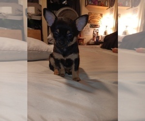 Chihuahua Puppy for sale in PHILADELPHIA, PA, USA