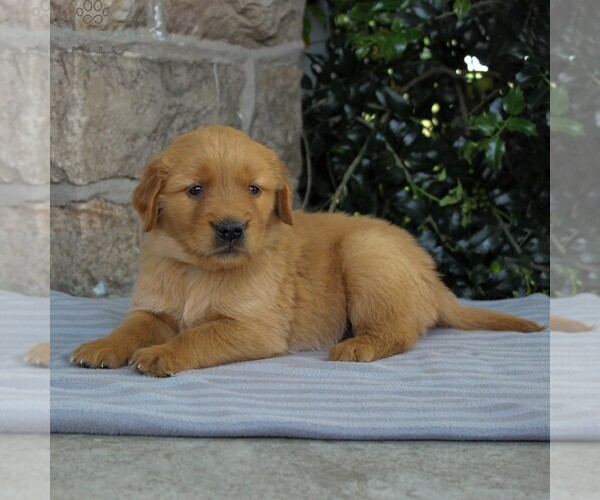 Medium Photo #5 Golden Retriever Puppy For Sale in NARVON, PA, USA