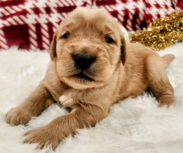 Medium Photo #5 Golden Retriever Puppy For Sale in ELMER, NJ, USA
