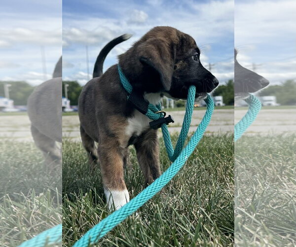 Medium Photo #3 Mutt Puppy For Sale in Germantown, OH, USA