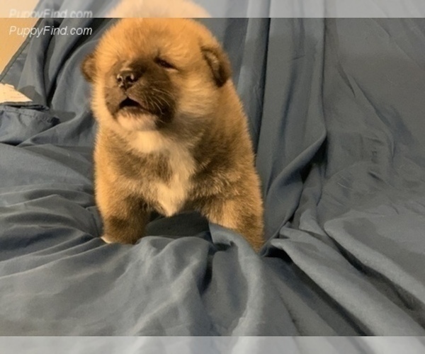 Medium Photo #12 Akita Puppy For Sale in LA QUINTA, CA, USA