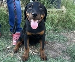 Small Rottweiler