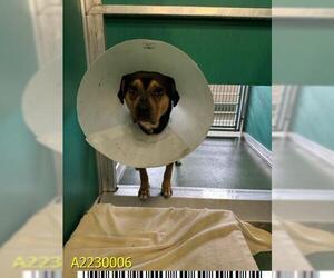 American Pit Bull Terrier Dogs for adoption in West Palm Beach, FL, USA
