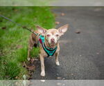 Small #1 Chihuahua