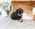 Small #1 Schnauzer (Miniature)