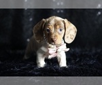Puppy Callie ACA Dachshund