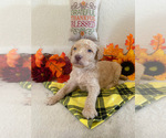 Small Photo #2 Poodle (Standard) Puppy For Sale in LITTLEROCK, CA, USA