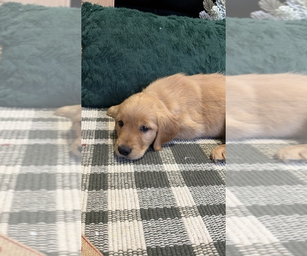 Medium Photo #3 Golden Retriever Puppy For Sale in LAKELAND, FL, USA
