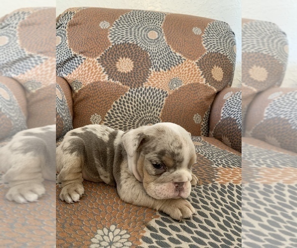 Medium Photo #6 English Bulldog Puppy For Sale in CIBOLO, TX, USA