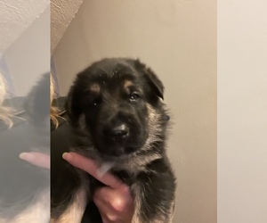German Shepherd Dog Puppy for sale in MARENGO, OH, USA