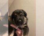 Small Photo #1 German Shepherd Dog Puppy For Sale in MARENGO, OH, USA