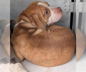 American Pit Bull Terrier-Unknown Mix Dogs for adoption in Houston, TX, USA